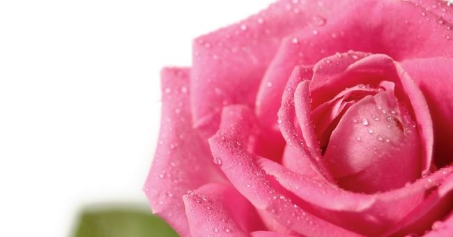 До чого дарують рожеві троянди: прикмети