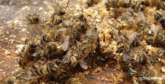 Ефективні рецепти з бджолиного підмору