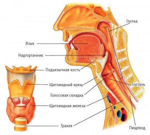 Яке будова горла і гортані?