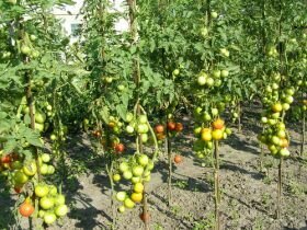 Підвязка помідорів на городі або в теплиці