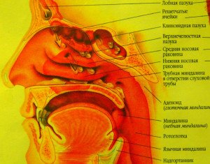 Симптоми та методи лікування ларингіту і фарингіту