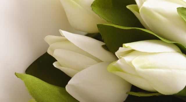 До чого дарують білі тюльпани: прикмети