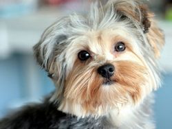 Йоркширський терєр — декоративна собака
