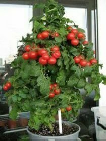 Як розвести помідори на підвіконні в квартирі