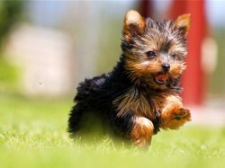 Йоркширський терєр — декоративна собака
