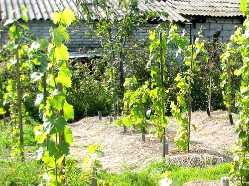 Посадка винограду на присадибній ділянці і догляд за ним