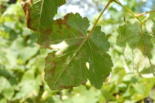 Фото, опис та засоби боротьби з шкідниками винограду