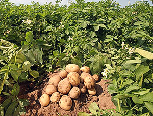 Відгуки про вирощування картоплі в мішках