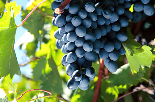 Чим лікувати хворобу листків винограду мілдью?