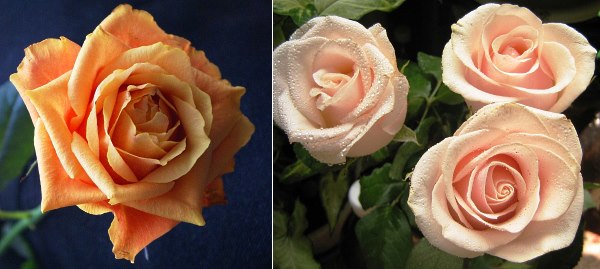 Роза чайна – розкішна красуня в саду і будинку