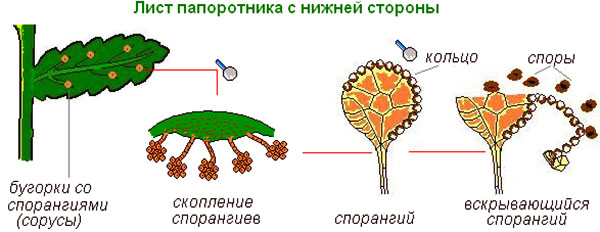 Способи розмноження різних видів рослини аспленіум