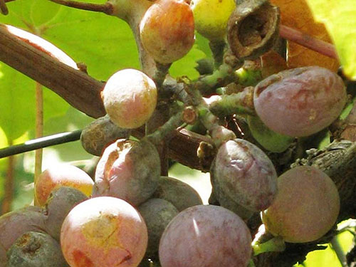 Як боротися з борошнистою росою на винограді