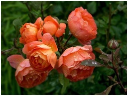 Англійські троянди Девіда Остіна