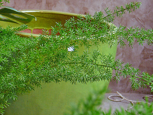 Короткий опис і фото популярних видів аспарагуса для домашнього вирощування