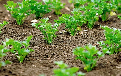 Коренева петрушка досвід органічного землеробства