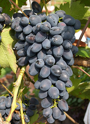 Нові та старі сорти винограду (частина 3)