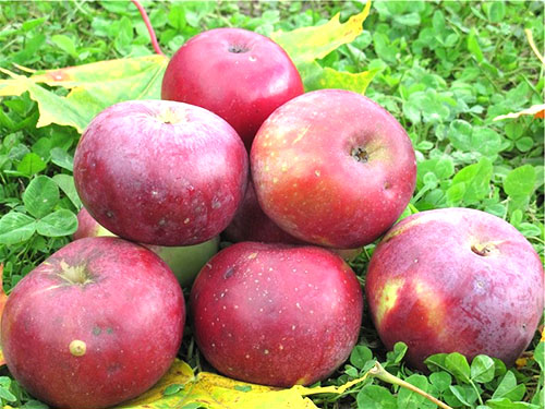 Опис та фото осінніх сортів дерев у яблуневому саду