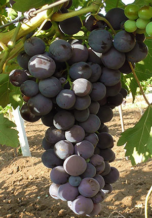 Нові та старі сорти винограду (частина 1)