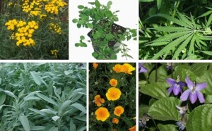 Лікарські рослини: назви, властивості, застосування, опис