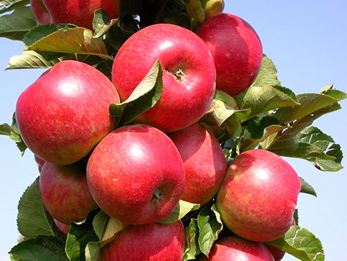 Посадка і догляд за колоновидної яблунею