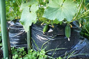 Нетрадиційні способи вирощування огірків – в пляшках, мішках, бочках