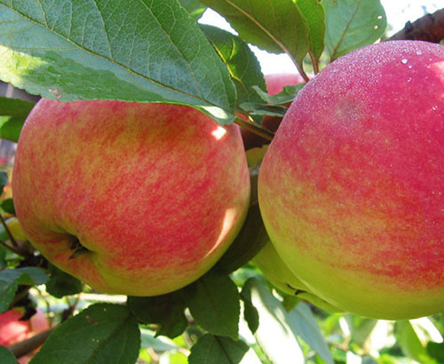 Сорти яблунь для Ленінградської області
