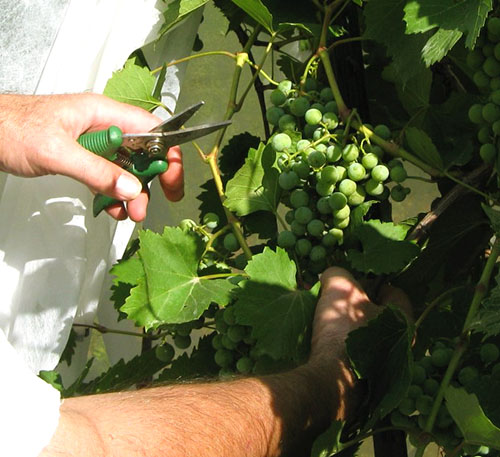 Проводимо зелену обрізку винограду влітку
