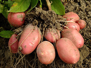 «Престиж» для обробки картоплі
