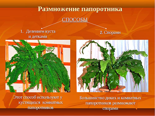 Способи розмноження різних видів рослини аспленіум