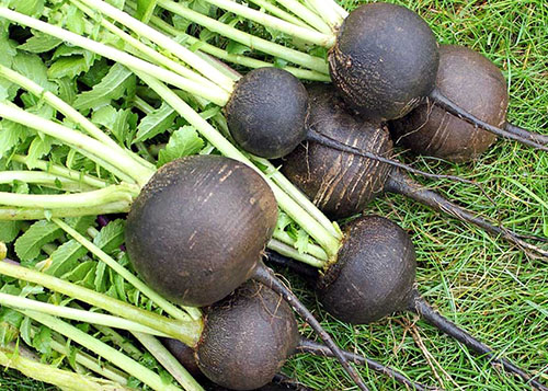 Фото і опис різних видів редьки