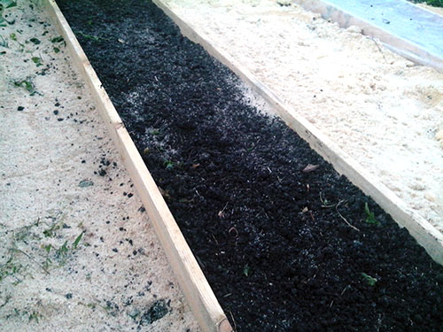 Коренева петрушка досвід органічного землеробства