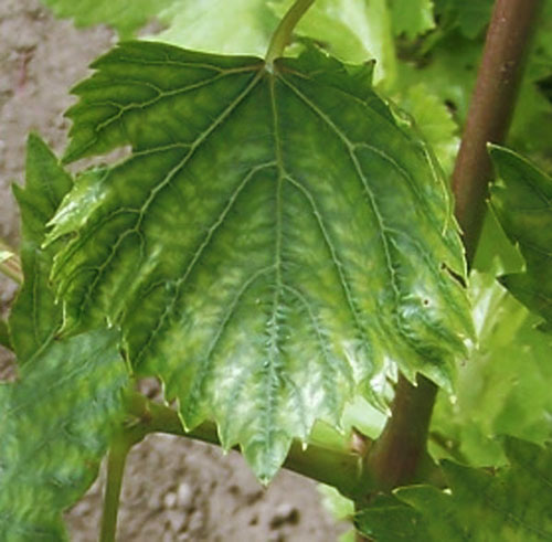 Чому листя винограду стають світло зеленого кольору