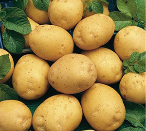 Ранні сорти картоплі — загальна інформація