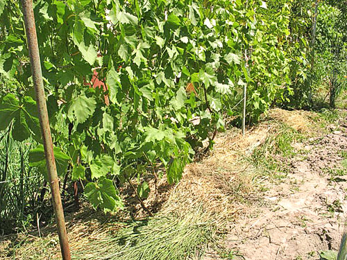 Хороший догляд за виноградною лозою — гарантія багатого врожаю