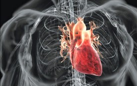 Вчені навчилися створювати справжню серцевий мяз