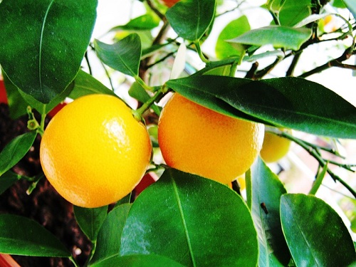 Як виростити апельсинове дерево вдома на підвіконні