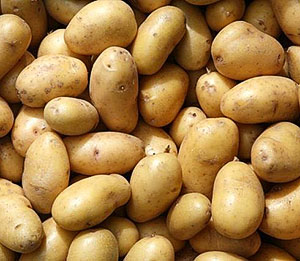 Фото і опис сортів картоплі