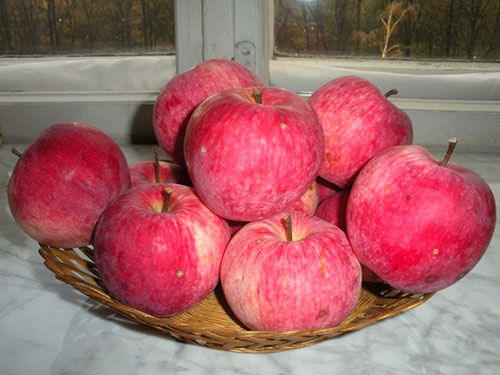 Вибираємо ранні сорти яблук з фото з описом