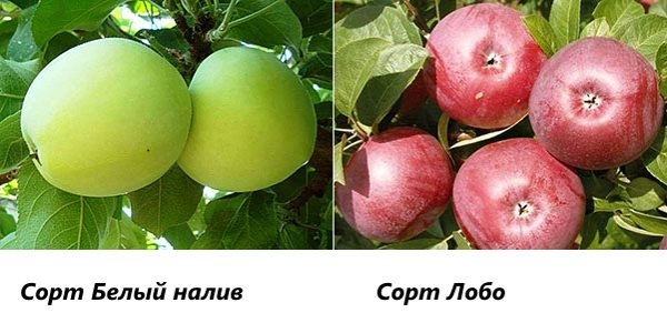 Фото улюблених сортів яблунь з назвою і описом