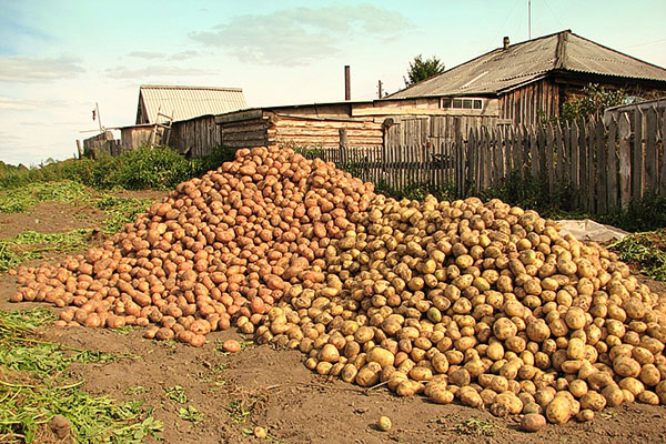 Види картоплі: відомі, корисні і не дуже