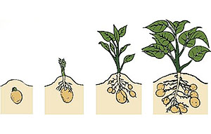Відгуки про вирощування картоплі в мішках