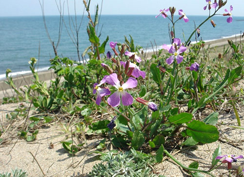 Фото і опис різних видів редьки