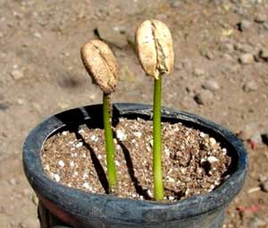 Як посадити і виростити вдома кавове дерево