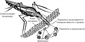Малярія: симптоми і лікування