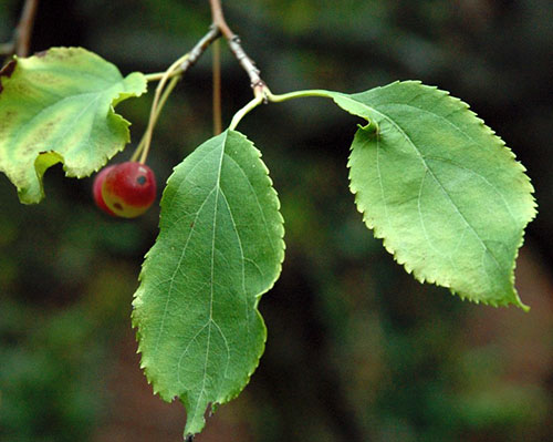 Корисні властивості і вітамінний чай з листя яблуні