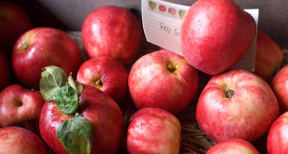Користь і шкода яблук — властивості і вітаміни