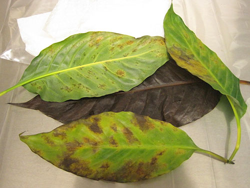 Як допомогти спатіфілуму, якщо починають жовтіти листя?