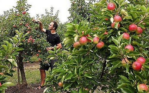 Досвідчені дачники розповідають, як виростити яблуню з насіння