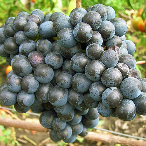 Посадка та вирощування винограду на Уралі