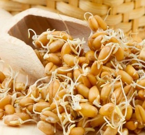 Пророщена пшениця: процес приготування і користь для здоровя